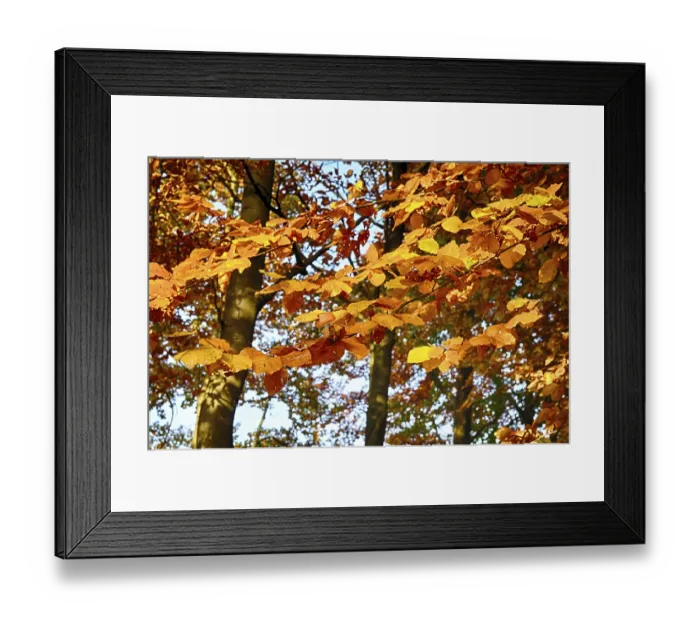 Framed Print : Colourful autumn in the beech forest Framed Print : Colourful autumn in the beech forest