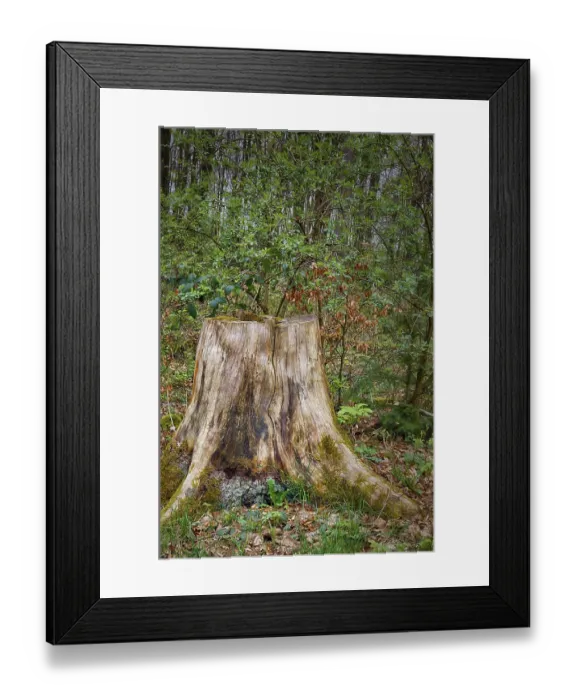 Framed Print : First green in the beech forest Framed Print : First green in the beech forest