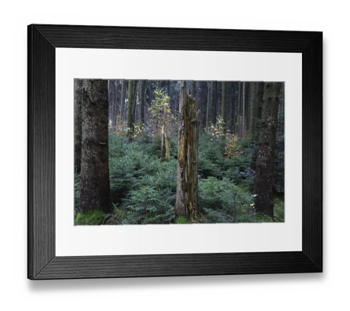 Framed Print : Natural regeneration in spruce forests Framed Print : Natural regeneration in spruce forests
