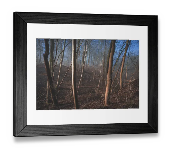 Framed Print : Foggy forest with trees in the morning light