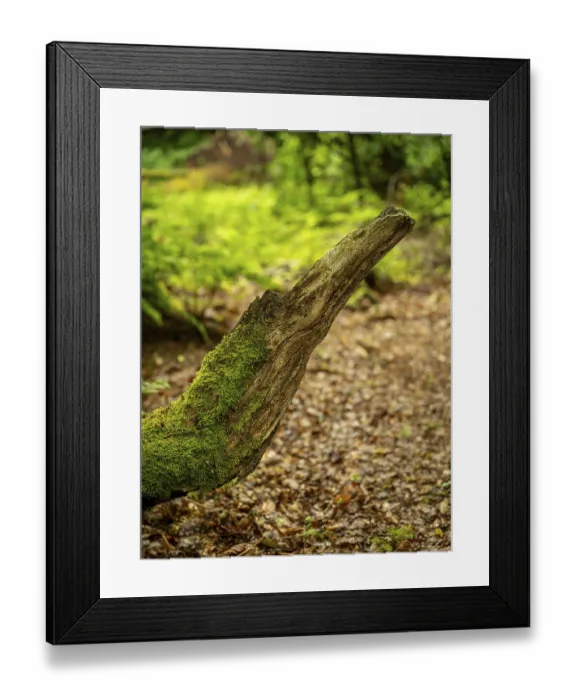 Framed Print : Broken tree branch in the shape of an animal head