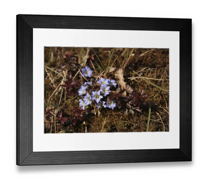 Framed Print : Tiny gentians growing on Muldai View Point, Nepal