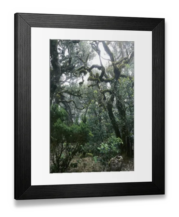 Framed Print : Cloud forest on La Gomera