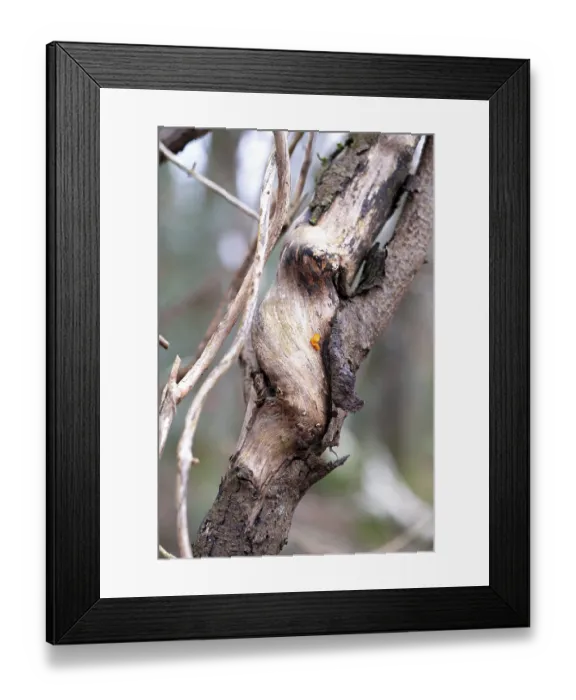 Framed Print : Forest honeysuckle (Lonicera periclymenum)