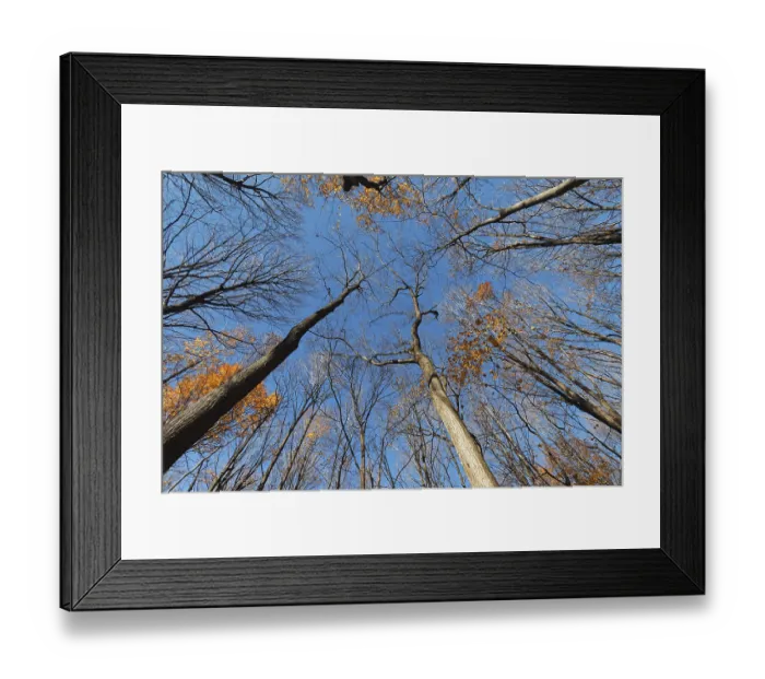 Framed Print : Nature, late autumnal forest colours Framed Print : Nature, late autumnal forest colours