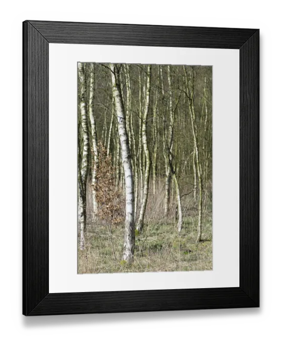 Framed Print : Birch forest in winter time
