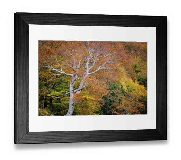Framed Print : Beech forest, Fagus sylvatica, Molieres valley
