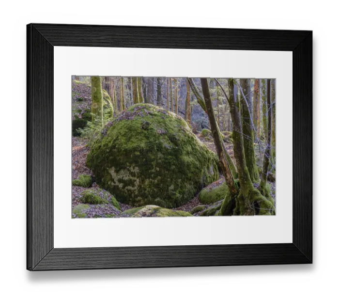 Framed Print : A large moss-covered stone in the middle of a forest with surrounding trees
