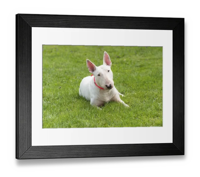 Framed Print : Portrait photo of white bull terrier outdoors on a sunny day