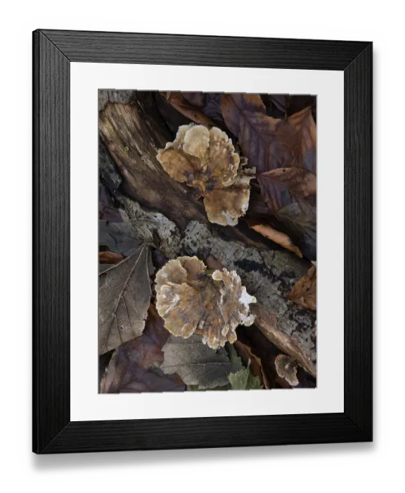 Framed Print : Turkeytail fungus on fallen log in English woodland