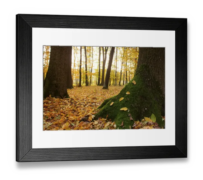Framed Print : Green moss on a tree with yellow leaves in the autumn forest