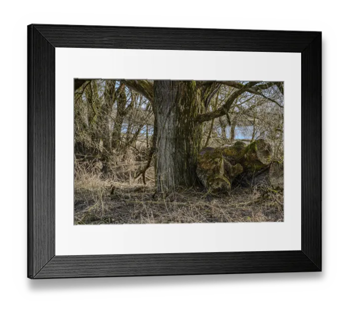 Framed Print : Forest scene with moss-covered tree trunks and dense branches Framed Print : Forest scene with moss-covered tree trunks and dense branches