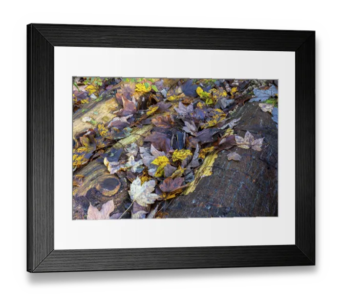 Framed Print : Autumn-coloured leaves lying on felled tree trunks in the forest
