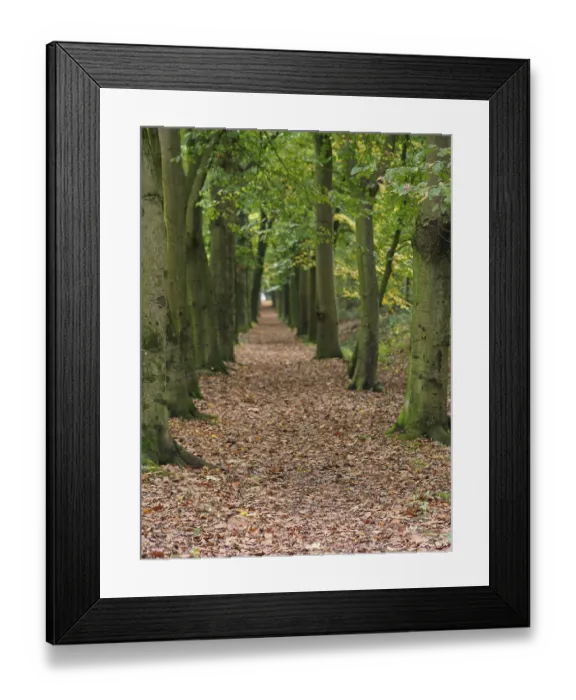 Framed Print : Long narrow path through a forest lined with tall trees and autumn foliage