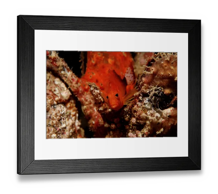 Framed Print : Dwarf Coral Guards, Cirrhitichthys falco
