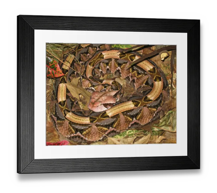 Framed Print : Gabon viper