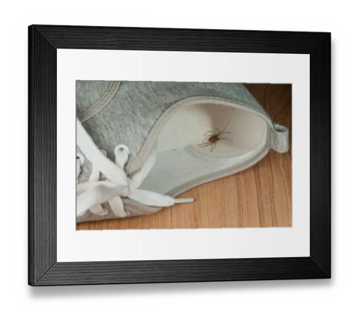 Framed Print : House spider hides in shoe