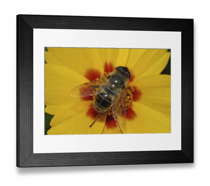 Framed Print : Dung bee
