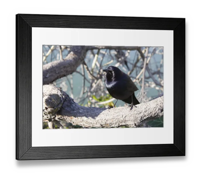 Framed Print : Purple starling in splendour (Euphagus cyanocephalus)