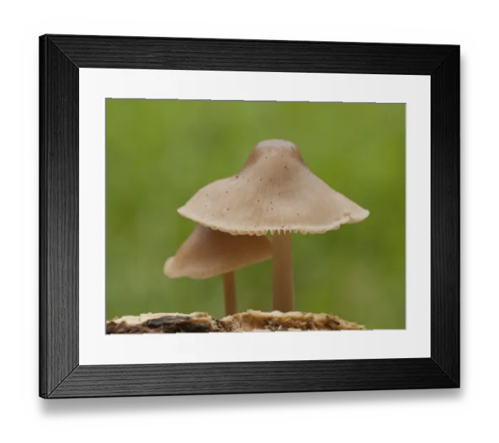 Framed Print : Rotlinge (Entoloma) Rtlinge (Entoloma)