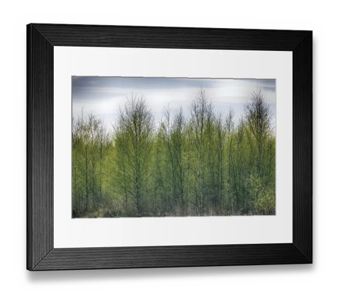 Framed Print : Pleasing man spring. Young bright green leaves blossomed on trees Framed Print : Pleasing man spring. Young bright green leaves blossomed on trees