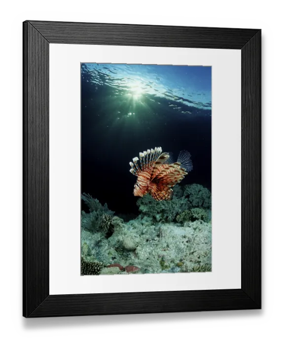 Framed Print : Common lionfish in coral reef, Pterois volitans