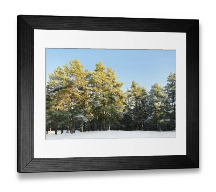 Framed Print : Pine Forest On A Sunny Winter Day Daugavpils