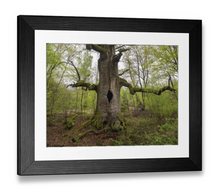 Framed Print : Chimney oak, hollow oak (Quercus) in the Sababurg primeval forest Framed Print : Chimney oak, hollow oak (Quercus) in the Sababurg primeval forest