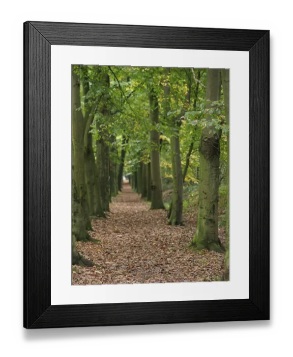 Framed Print : A forest path, lined with moss-covered trees and autumn leaves