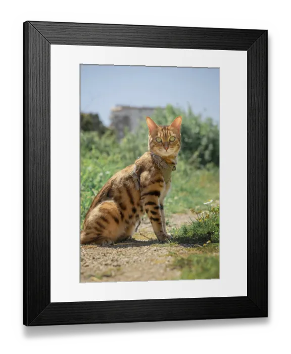 Framed Print : Bengal cat in a leather harness on a leash