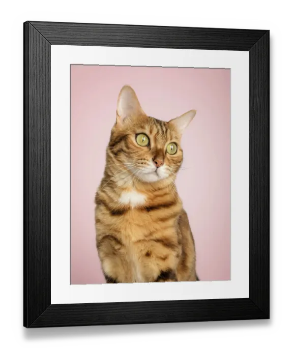 Framed Print : Portrait of a beautiful bengal cat color rosette on gold on a pink background