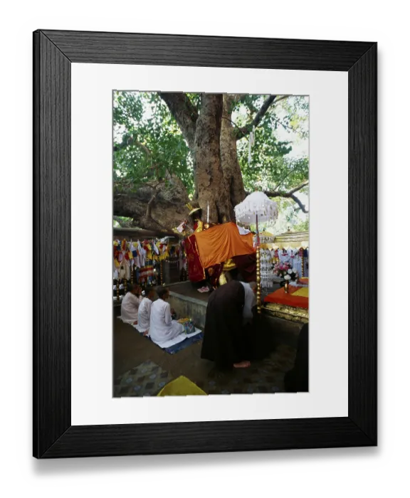 Framed Print : Sacred Bodhi tree, Bodhgaya, Bihar, India Framed Print : Sacred Bodhi tree, Bodhgaya, Bihar, India