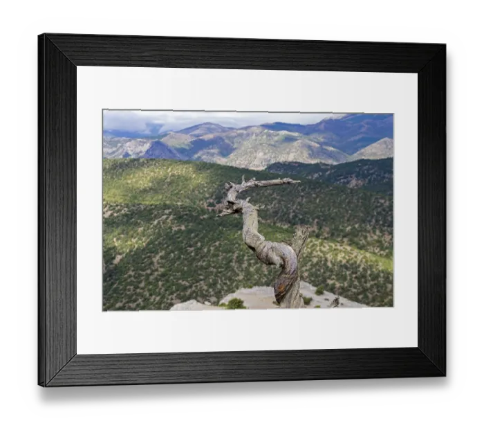 Framed Print : The trunk of dried pine tree on the background of wooded slopes Framed Print : The trunk of dried pine tree on the background of wooded slopes