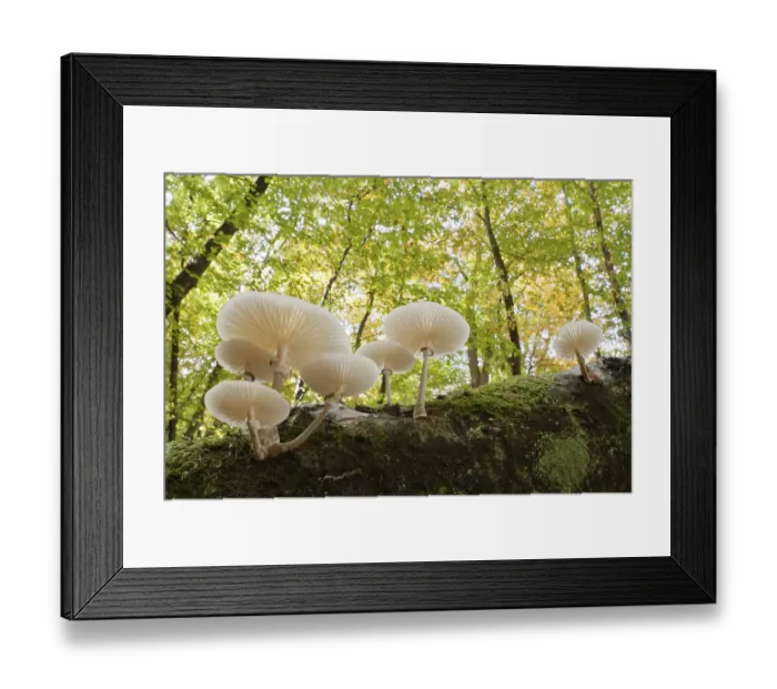 Framed Print : Beech slime mould (Oudemansiella mucida)