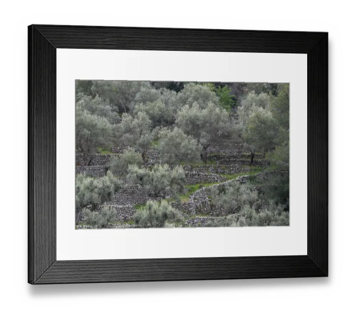 Framed Print : Fornalutx olive groves, Majorca Framed Print : Fornalutx olive groves, Majorca