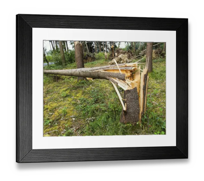 Framed Print : Storm damage. Fallen trees in the forest after a storm