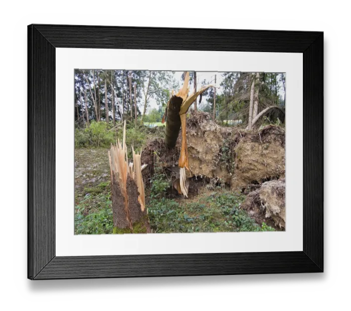 Framed Print : Storm damage. Fallen trees in the forest after a storm