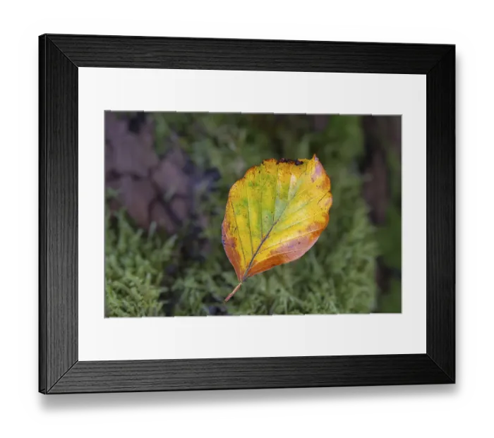 Framed Print : An autumn coloured leaf lying on moss in the forest