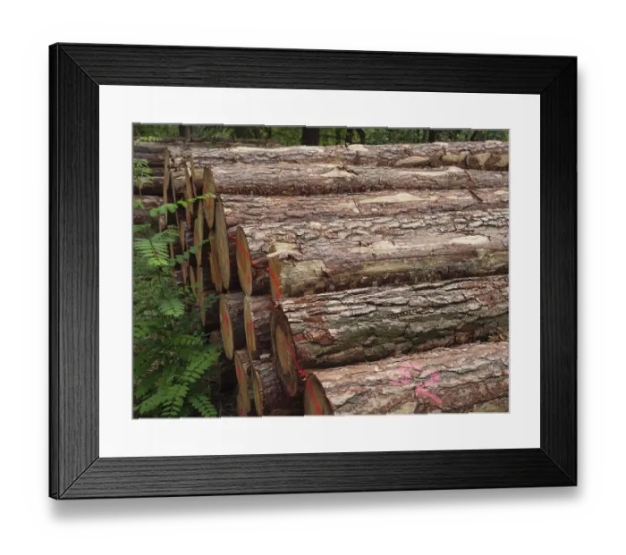 Framed Print : Stacked tree trunks in the forest with red markings Framed Print : Stacked tree trunks in the forest with red markings
