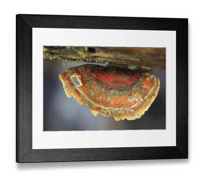 Framed Print : Hairy Stereum (Stereum hirsutum) Framed Print : Hairy Stereum (Stereum hirsutum)