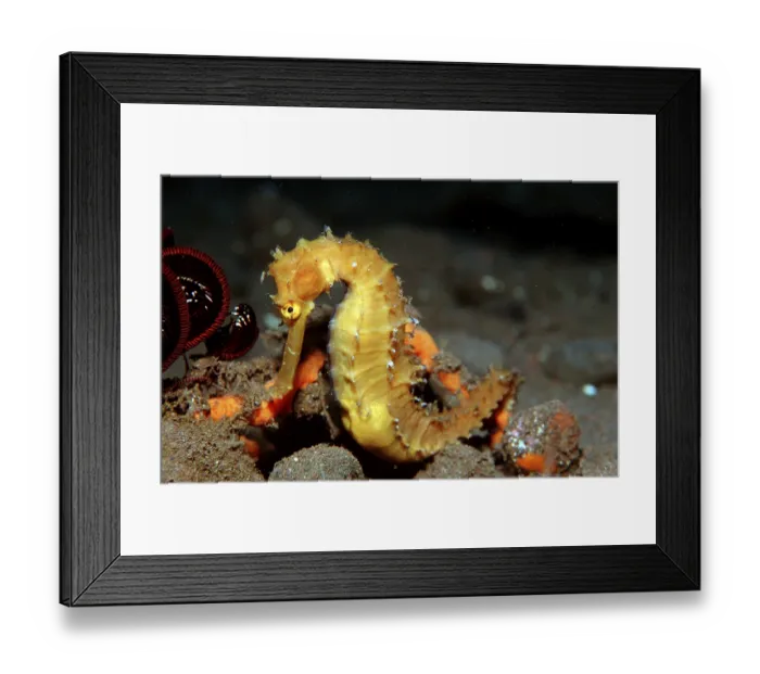 Framed Print : Spiny Seahorse, Hippocampus histrix