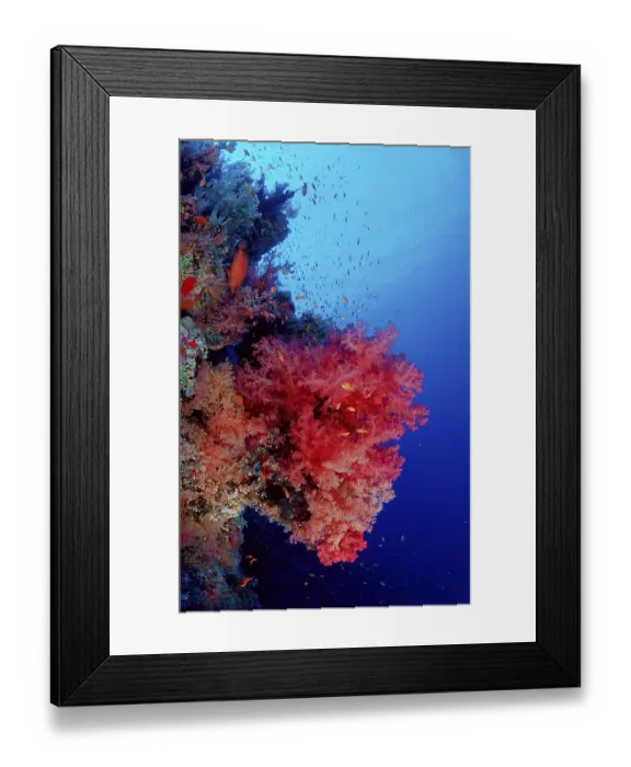 Framed Print : Coral reef, Egypt, Zabargad, Zabarghad, Red Sea