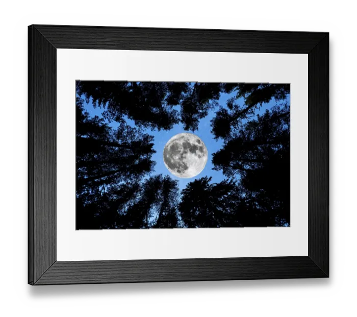 Framed Print : A view of the Super Moon with pine trees forest silhouette in the foreground