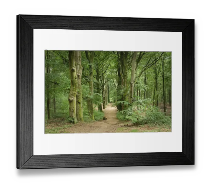 Framed Print : Summer forest trees. nature green wood sunlight backgrounds dutch summer Framed Print : Summer forest trees. nature green wood sunlight backgrounds dutch summer