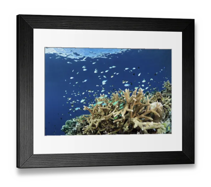 Framed Print : Chromis in coral reef, Chromis viridis