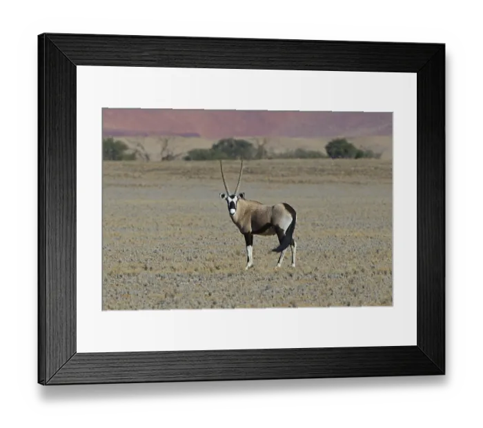 Framed Print : Gemsbok (Oryx gazella) in the Sossusvlei salt pan