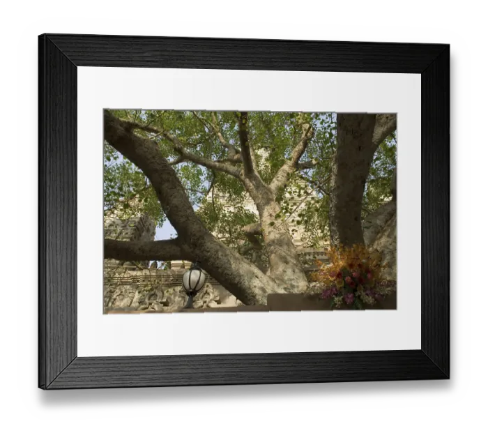 Framed Print : Bodhi tree near Mahabodhi temple