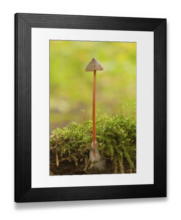 Framed Print : Orange spleenwort (Mycena crocata)