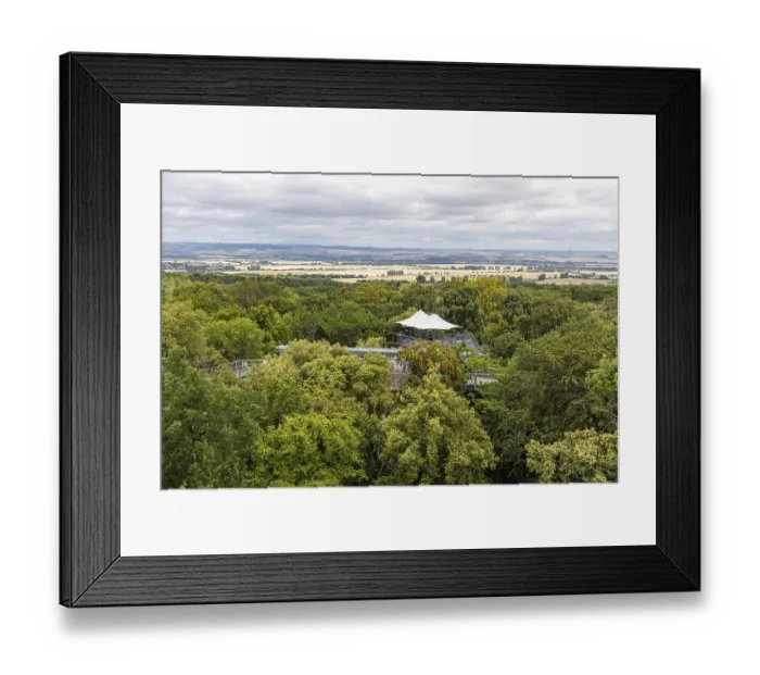 Framed Print : Thuringia Hainich National Park Treetop Walk Framed Print : Thuringia Hainich National Park Treetop Walk