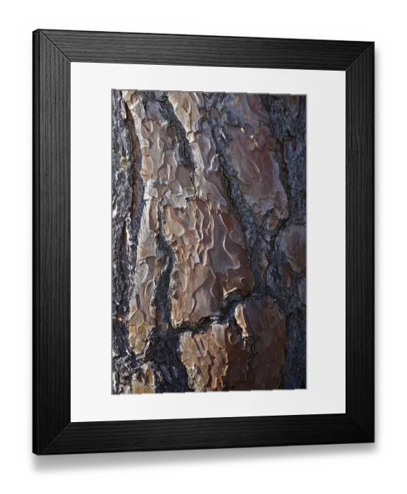 Framed Print : Scots pine, Pinus sylvestris, bark Framed Print : Scots pine, Pinus sylvestris, bark